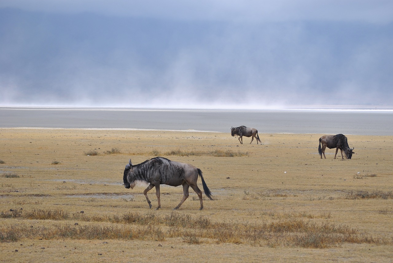 Ngorongoro Krateris, Druskos Ežeras, Gnu, Laukiniai Gyvūnai, Afrika, Nacionalinis Parkas, Tanzanija, Nemokamos Nuotraukos,  Nemokama Licenzija