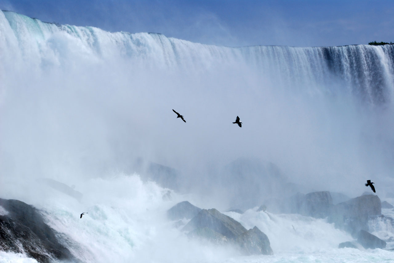 Niagara,  Kritimo,  Vanduo,  Paukštis,  Niagaros Krioklys, Nemokamos Nuotraukos,  Nemokama Licenzija