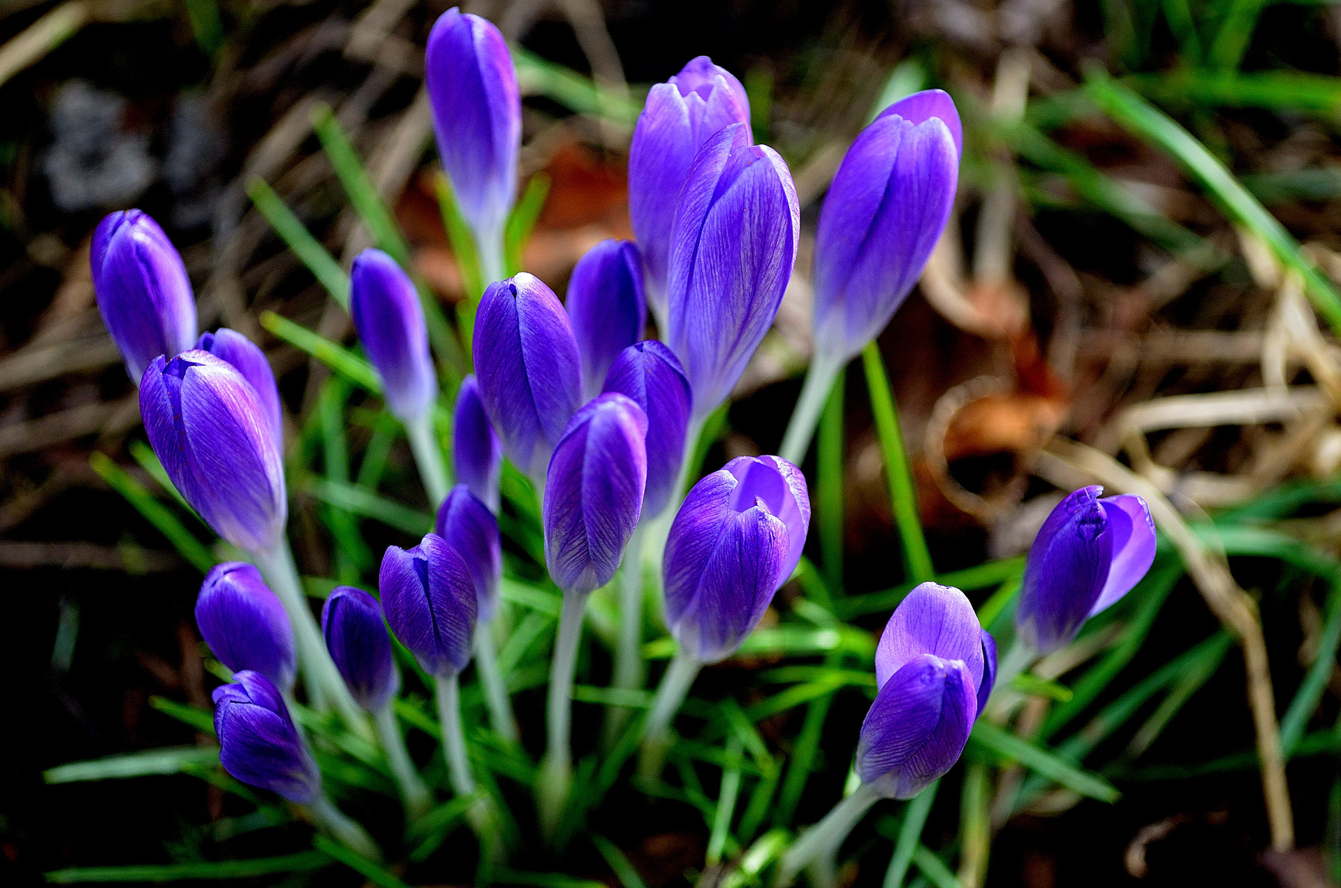 Gėlės,  Gėlė,  Augalai,  Gamta,  Makro,  Fonas,  Violetinė,  Sezonas,  Apdaila,  Ornamentas