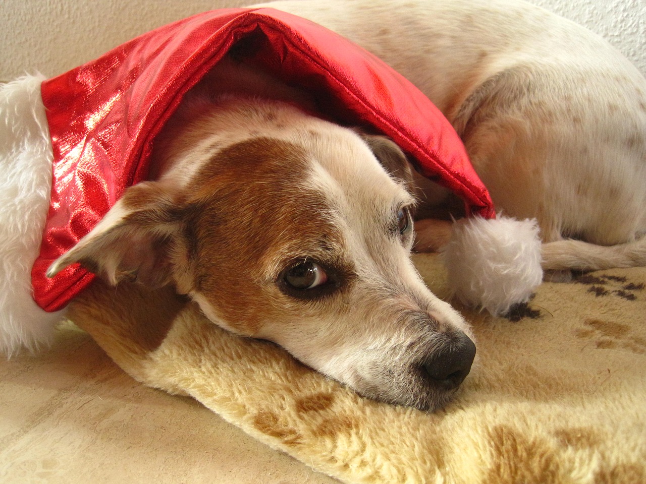 Nikolas, Santa Skrybėlė, Šuo Su Santa Skrybėlę, Raudona Kepurė, Mažas Šuo, Jack Russell Terrier, Kalėdos, Kalėdų Laikas, Raudona, Šuo