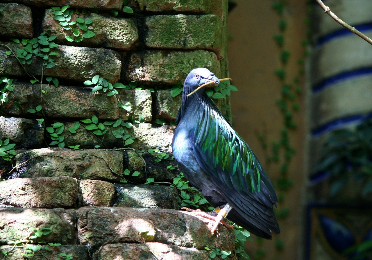 Nicobar Balandis, Balandis, Paukštis, Endeminis, Gimtoji, Fauna, Nicobar, Salos, Indija, Nemokamos Nuotraukos