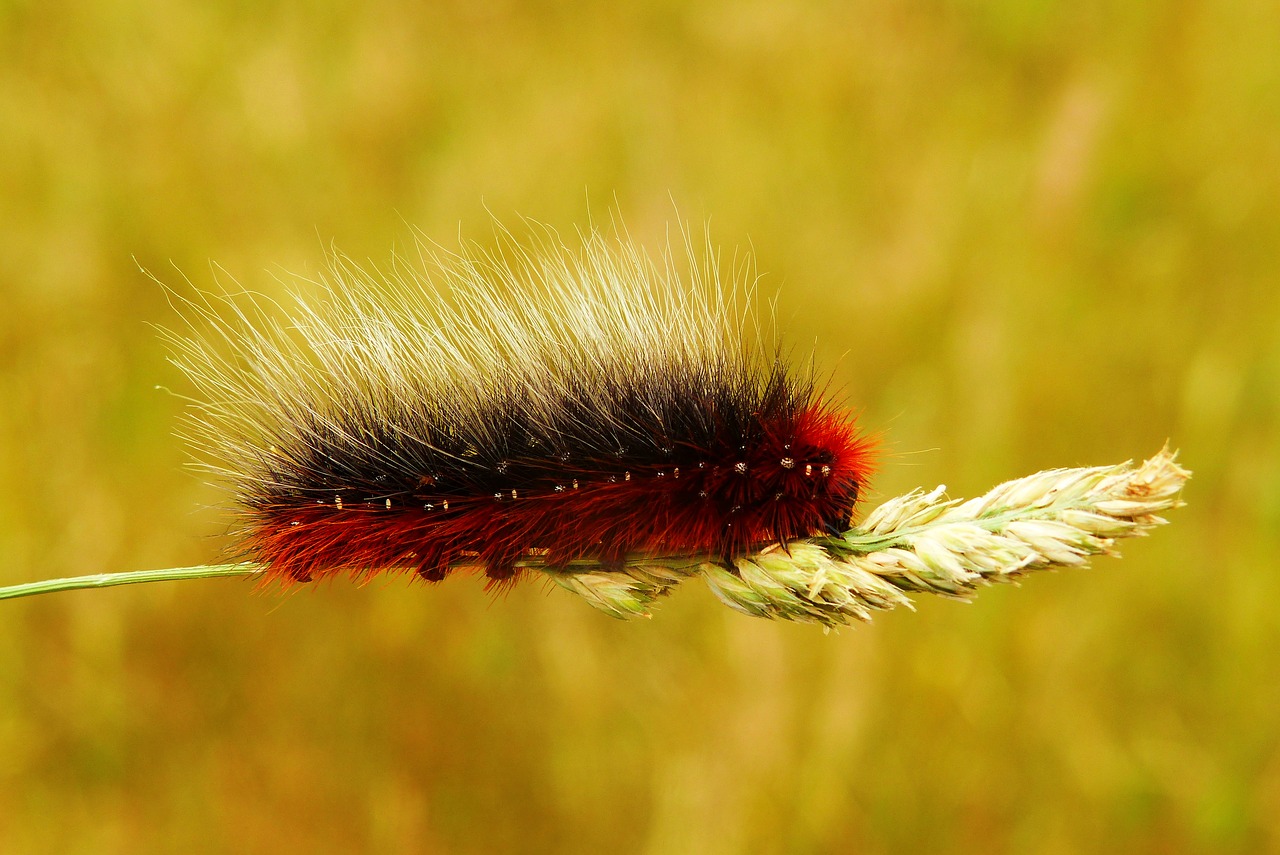 Niedźwiedziówka Kai,  Caterpillar,  Mols,  Gyvūnai,  Pobūdį,  Ne Iš Teismo,  Drugelis Naktį,  Bestuburiai,  Vabzdys,  Lerva