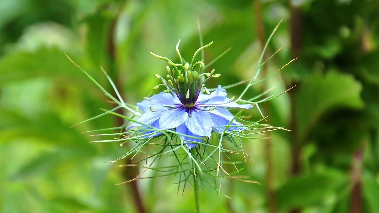 Nigella, Mėlyna Gėlė, Mėlyna Žvaigždė, Nemokamos Nuotraukos,  Nemokama Licenzija