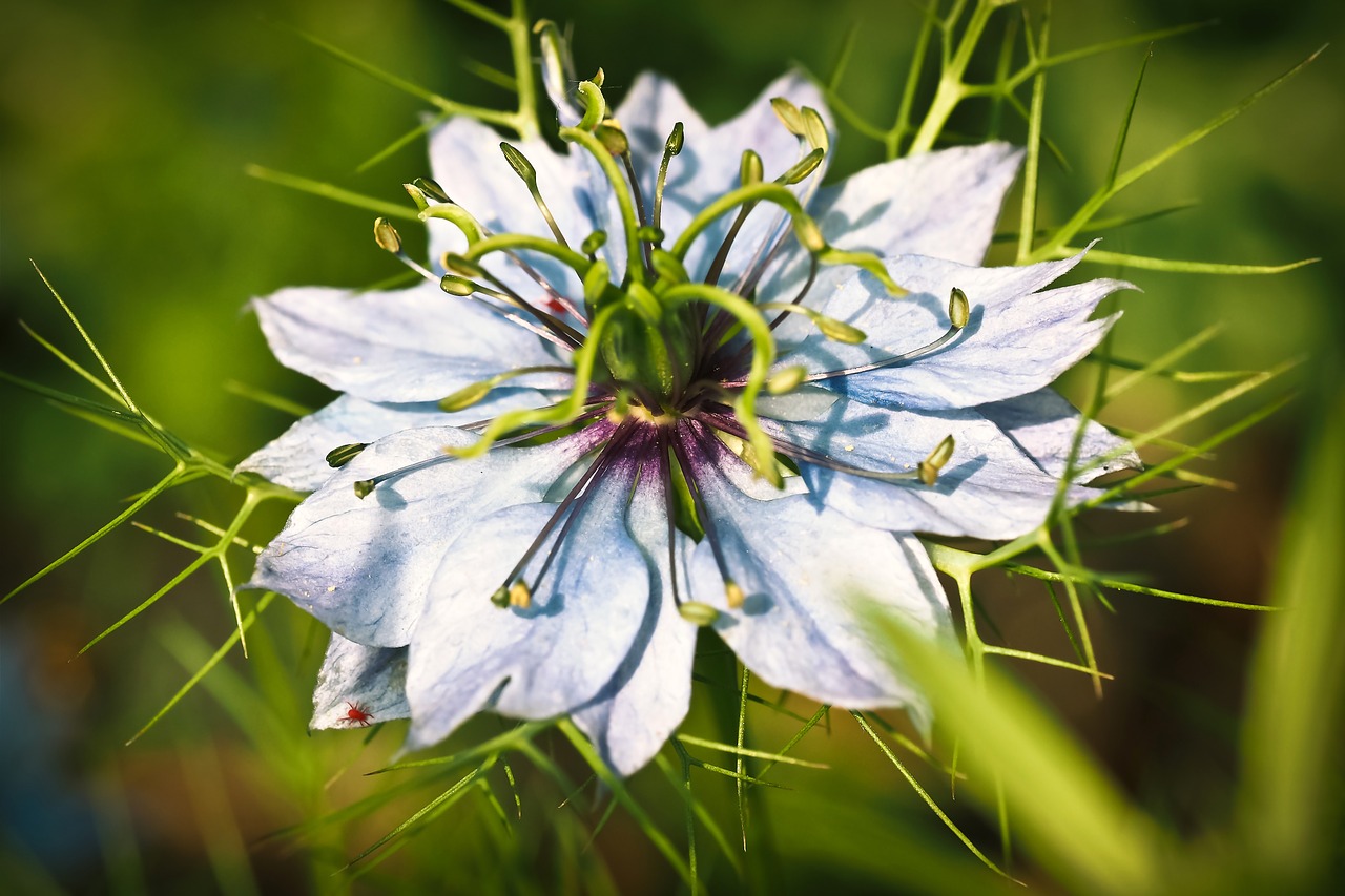 Nigella, Buttercup, Gėlė, Žiedas, Žydėti, Aštraus Gėlė, Vasara, Pieva, Uždaryti, Laukinė Gėlė