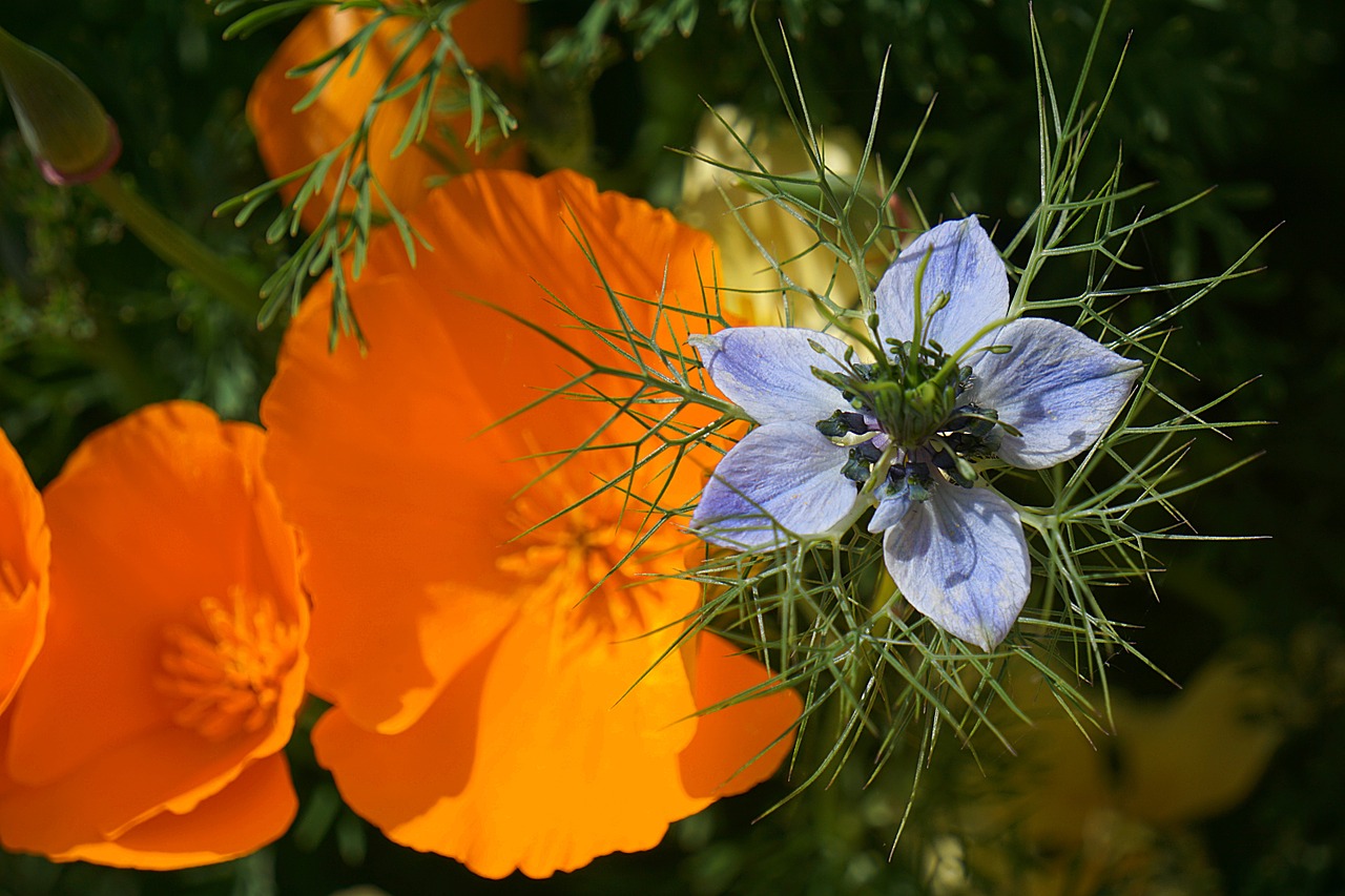 Nigella, Gėlė, Damaskas Nigella, Gėlių Sodas, Gamta, Sodas, Mėlynas, Mėlyna Gėlė, Flora, Žydėjimas