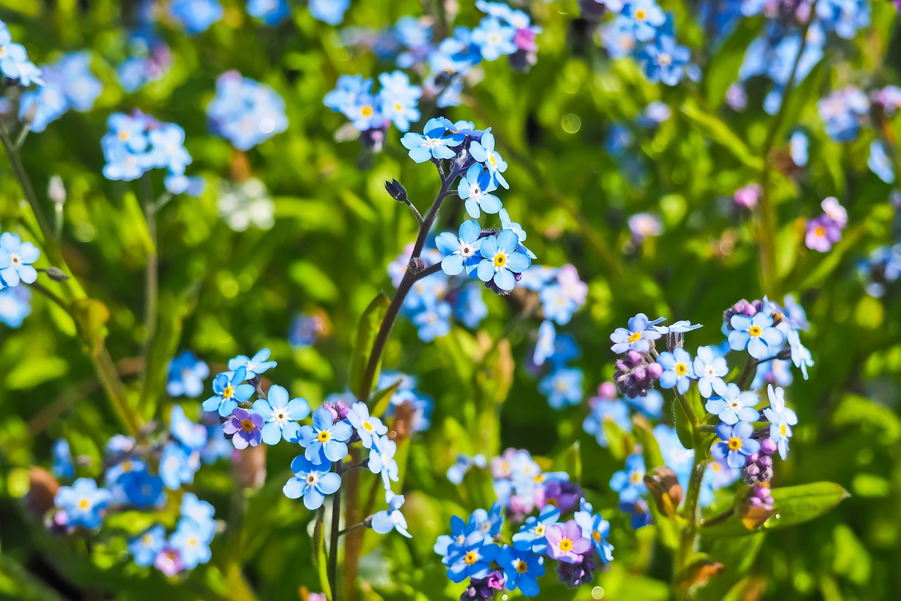 Nigella, Hahnenfußgewächs, Makro, Uždaryti, Juoda Kmynų, Damasko Juoda Kmynų, Vasara, Sodo Augalas, Vaistinis Augalas, Mėlynas