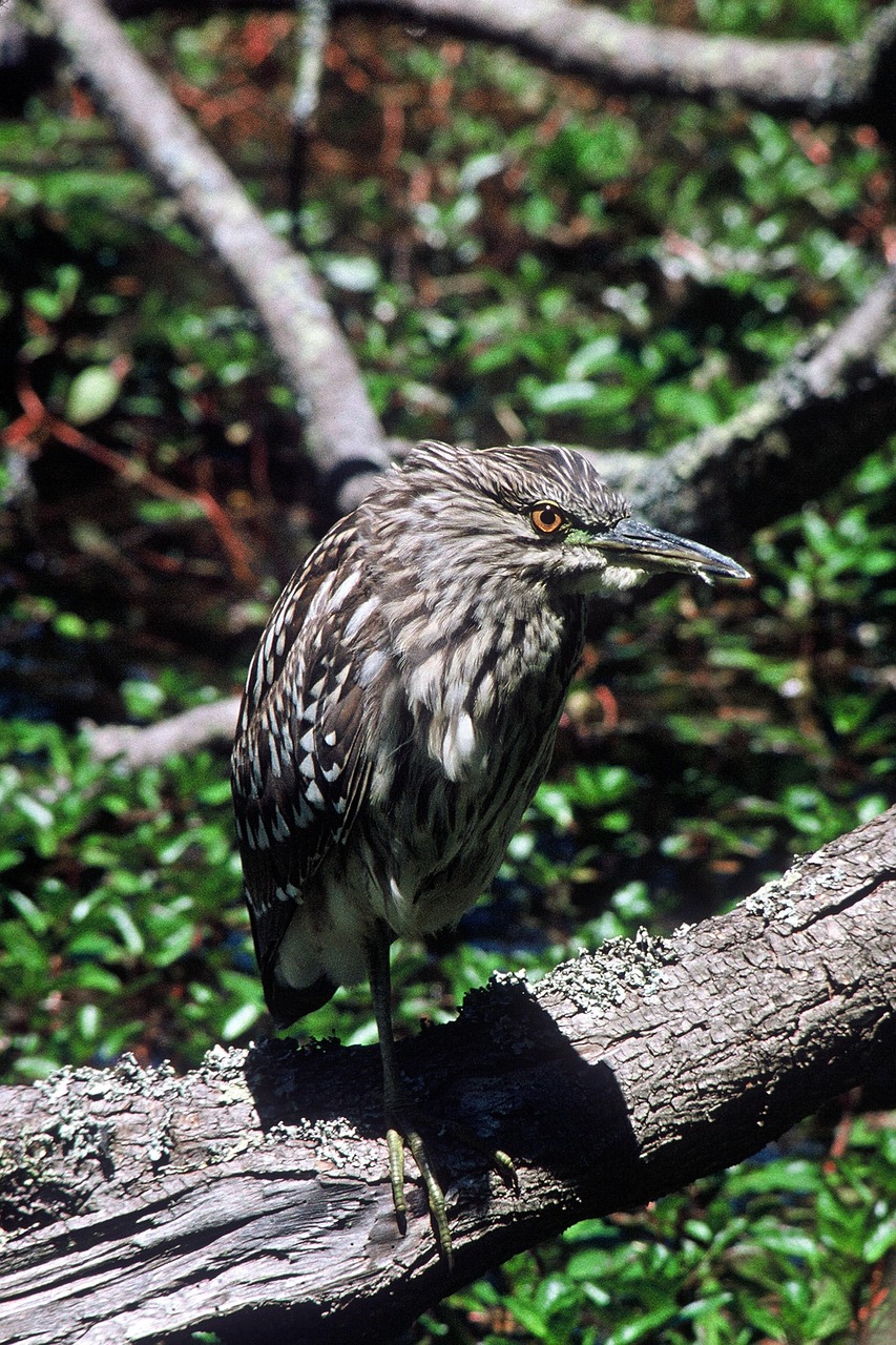 Naktis, Karūnuotas, Juoda, Paukštis, Heronas, Paukščiai, Gyvūnai, Fauna, Nemokamos Nuotraukos,  Nemokama Licenzija