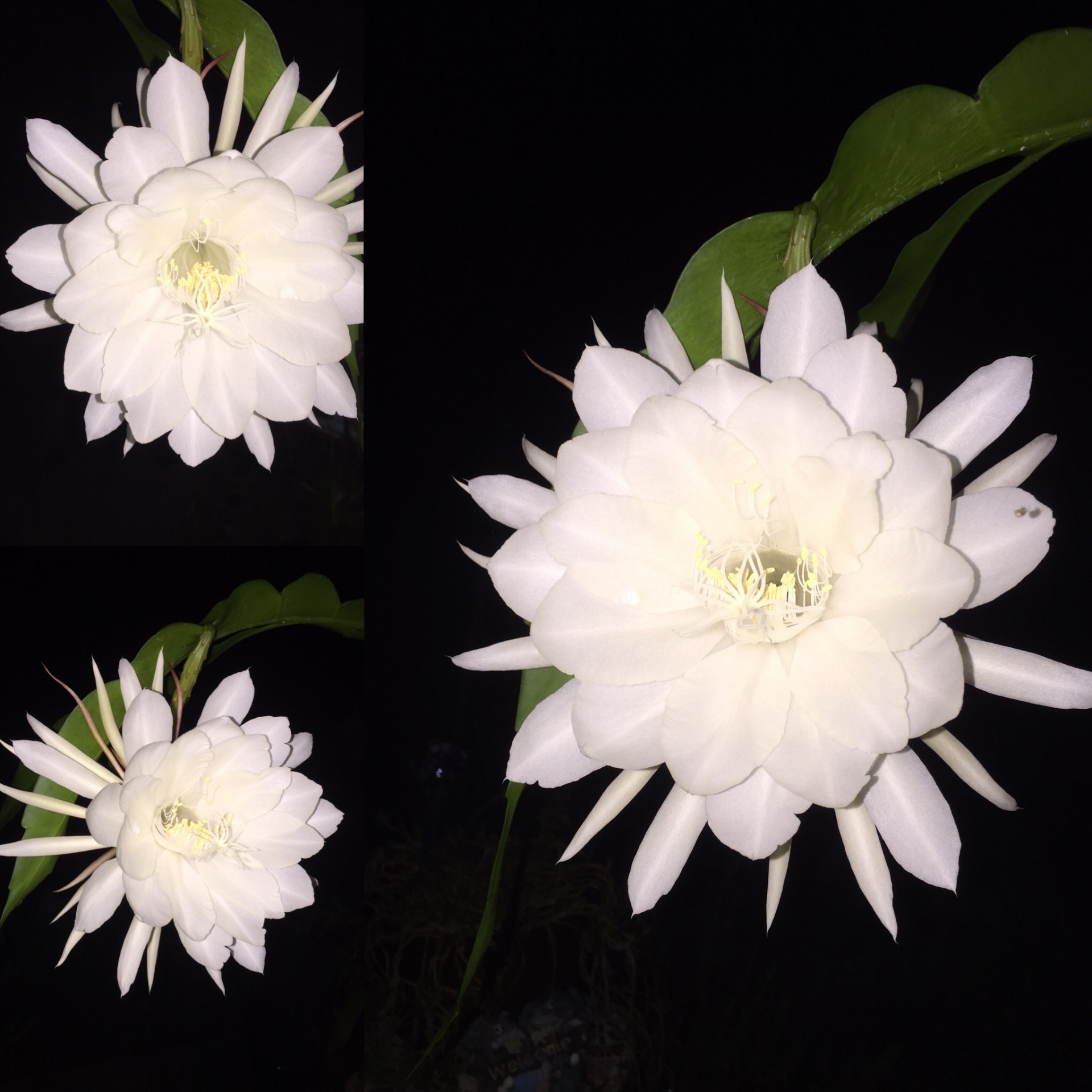 Gėlės,  Naktinis Žydintis Cereusas, Nemokamos Nuotraukos,  Nemokama Licenzija
