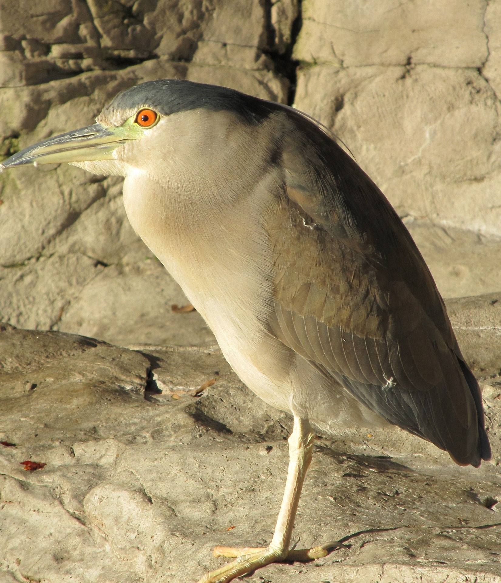 Naktis & Nbsp,  Heron,  Paukštis,  Laukinė Gamta,  Gamta,  Žiūri,  Nycticorax & Nbsp,  Nycticorax,  Eurazija,  Viešasis & Nbsp