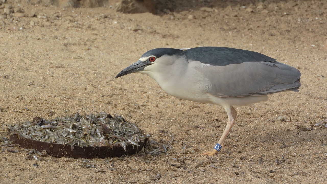 Naktį Garnys,  Naktį Garnys Naktį,  Nycticorax Nycticorax,  Šėrimo,  Prahos Zoo, Nemokamos Nuotraukos,  Nemokama Licenzija