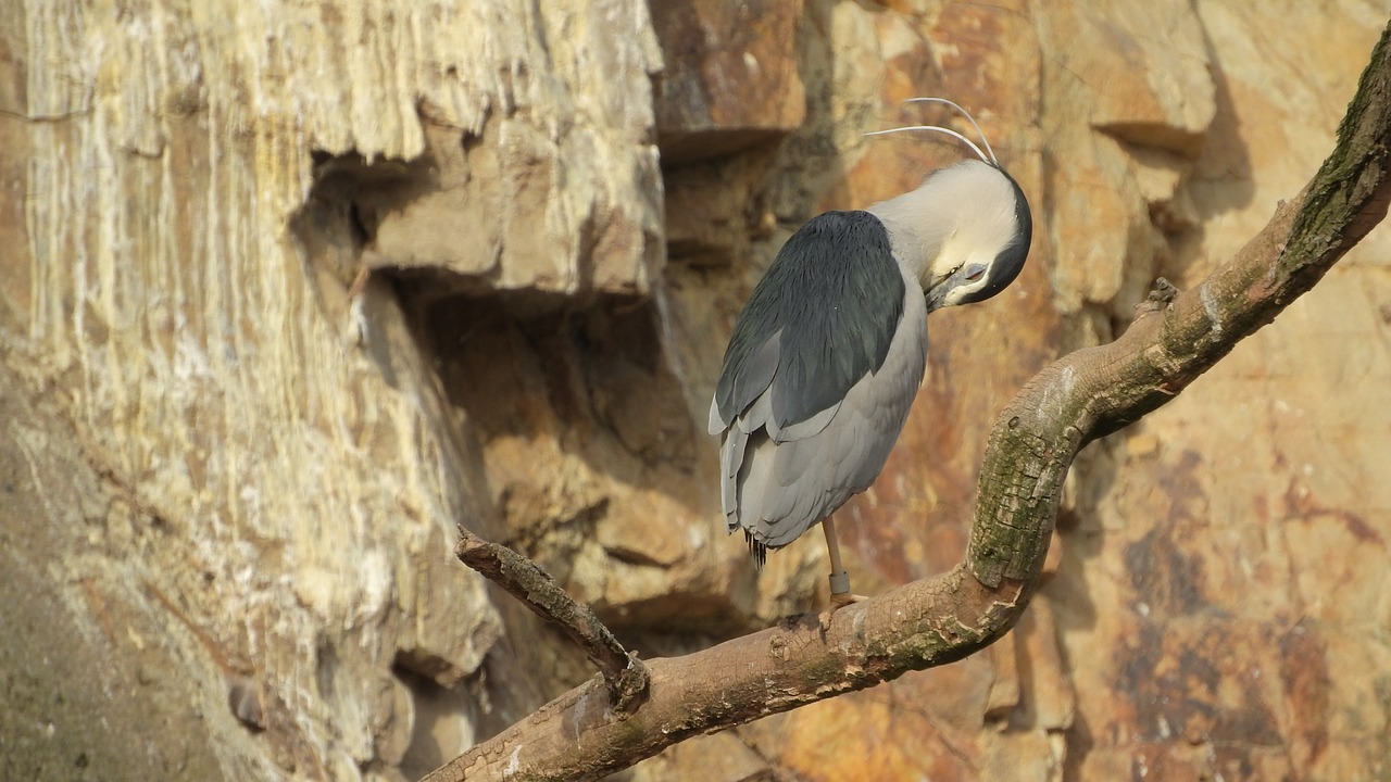 Naktį Garnys,  Naktį Garnys Naktį,  Nycticorax Nycticorax,  Higiena,  Valymo Plunksnų,  Ant Šakos,  Sėdi Ant Šakos,  Prahos Zoo, Nemokamos Nuotraukos,  Nemokama Licenzija