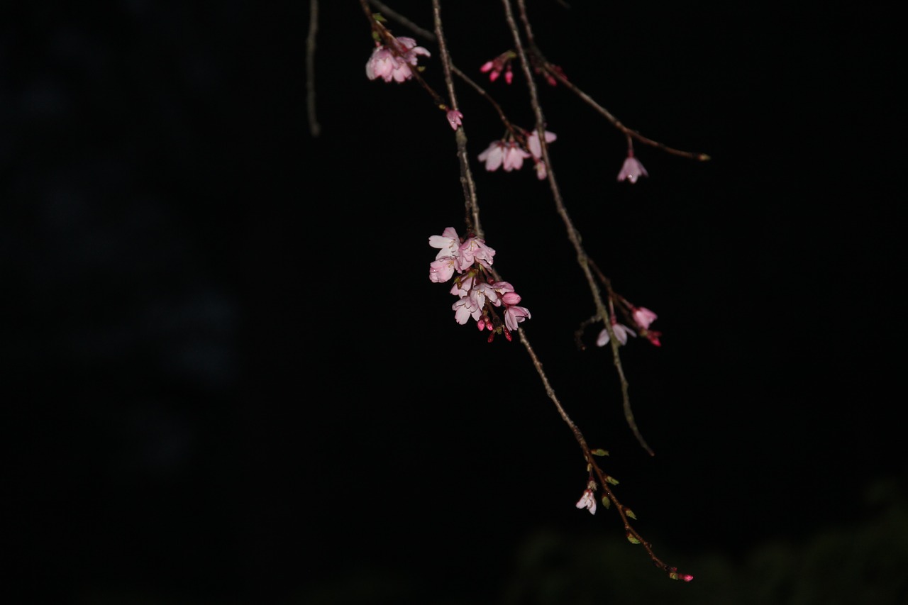 Nakties Sakura, Rožinis, Vyšnių Žiedas, Nemokamos Nuotraukos,  Nemokama Licenzija