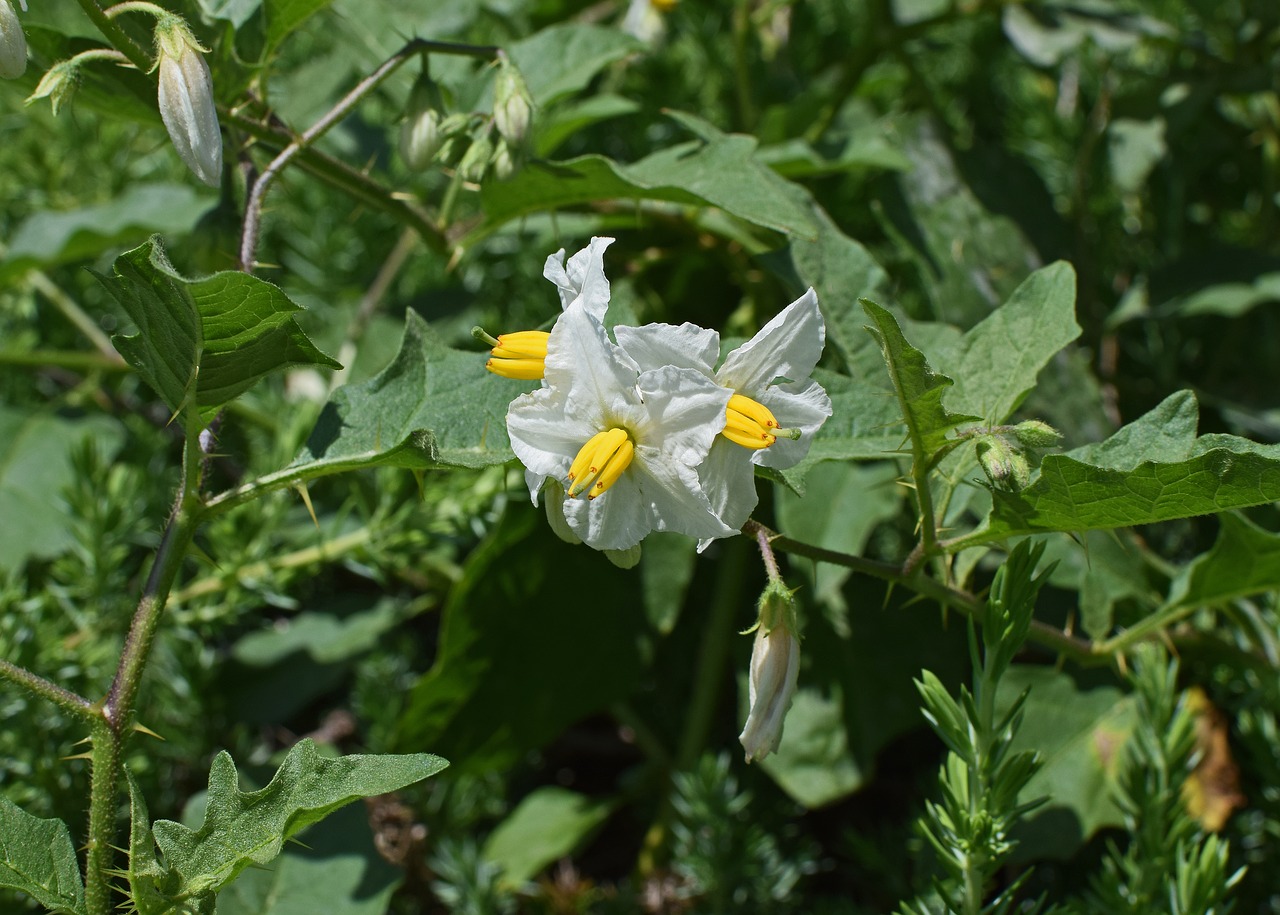 Palikuonių Gėlės, Žiedas, Žydėti, Gėlė, Wildflower, Toksiškas, Augalas, Žydi, Gamta, Balta