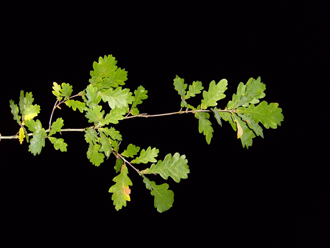 Nightshot, Pak, Filialas, Lapai, Lapai, Peizažai, Gamta, Nemokamos Nuotraukos,  Nemokama Licenzija