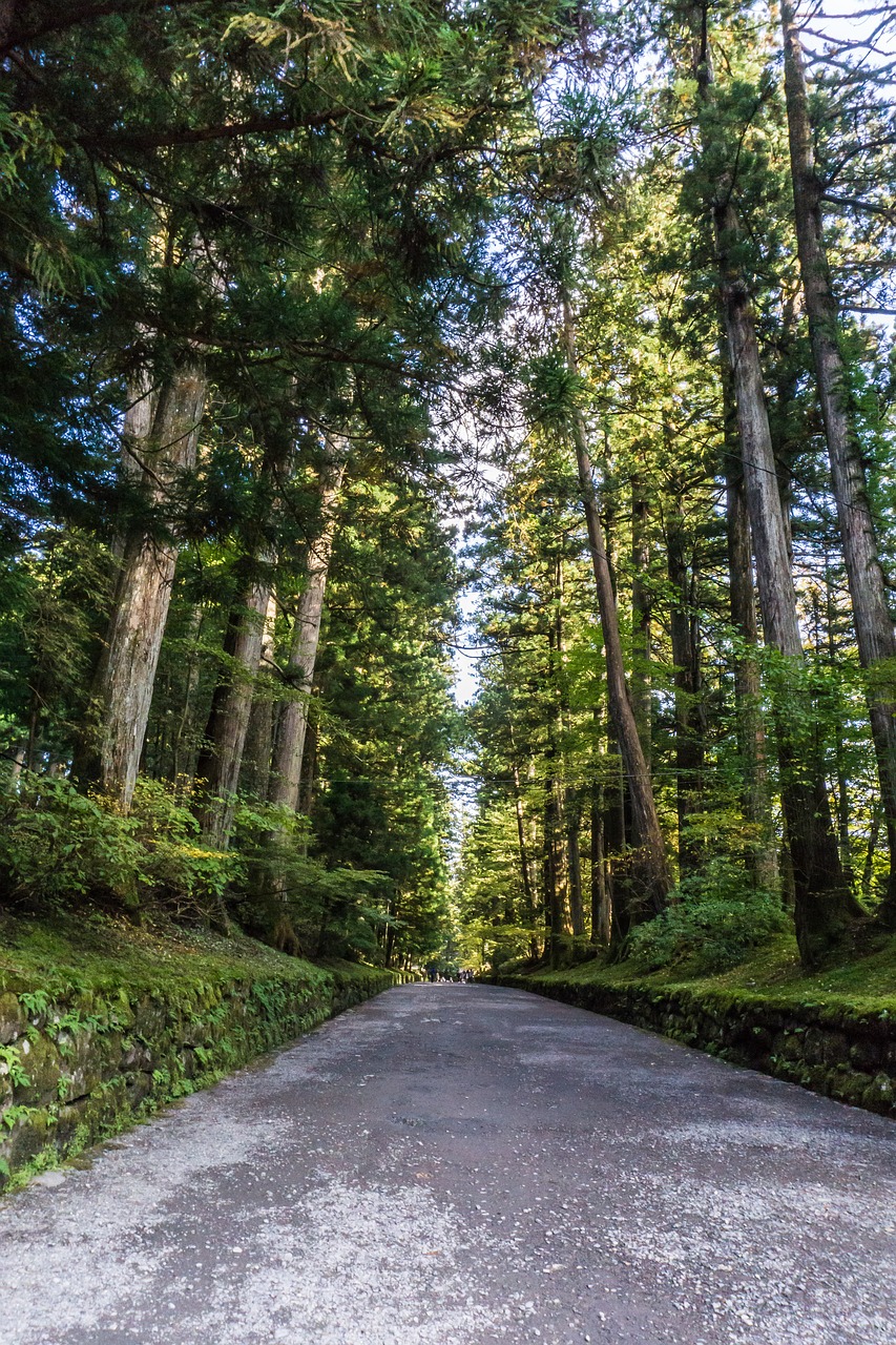 Nikko, Pasaulinis Paveldas, Japonija, Kraštovaizdis, Pušis, Nemokamos Nuotraukos,  Nemokama Licenzija