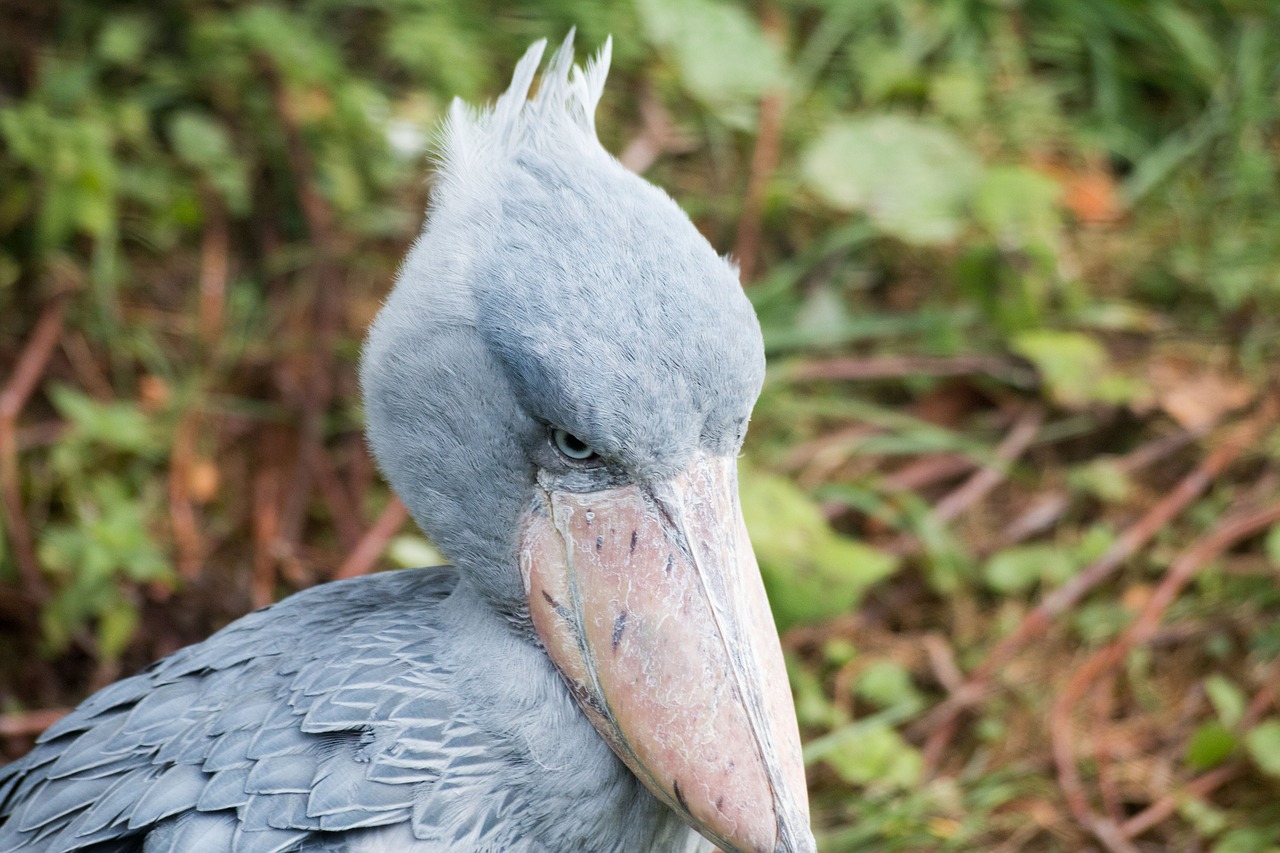 Nulis Knes-In-Hoof, Paukštis, Mėlynas, Gyvūnai, Mėlynas Paukštis, Wader, Snapas, Nemokamos Nuotraukos,  Nemokama Licenzija