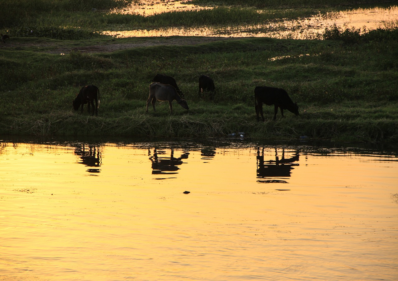 Nile, Upė, Egiptas, Veidrodis, Vandens Atspindys, Kraštovaizdis, Abendstimmung, Gyvūnai, Šviesa, Nuotaika