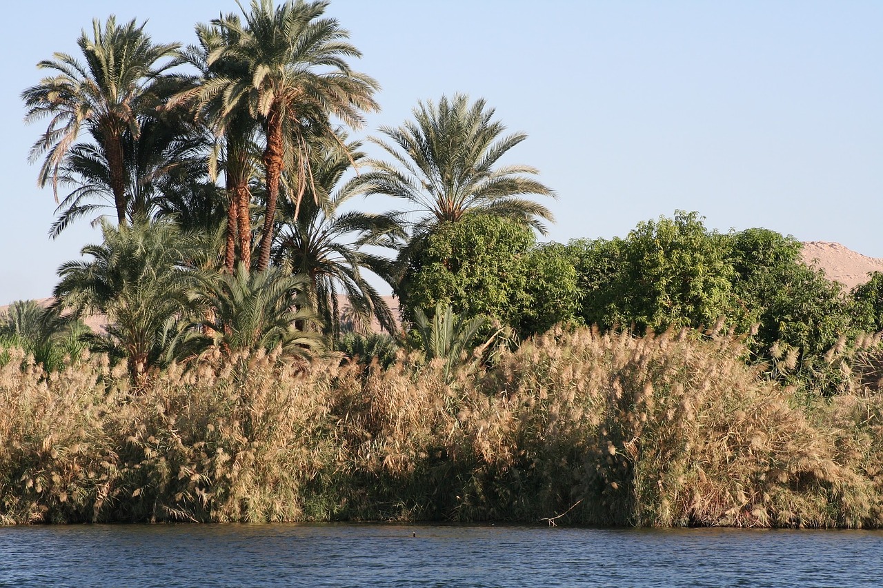 Nile,  Bankas,  Kelionė,  Egiptas,  Gamta,  Vanduo,  Luxor,  Palmės,  Nendrinis, Nemokamos Nuotraukos