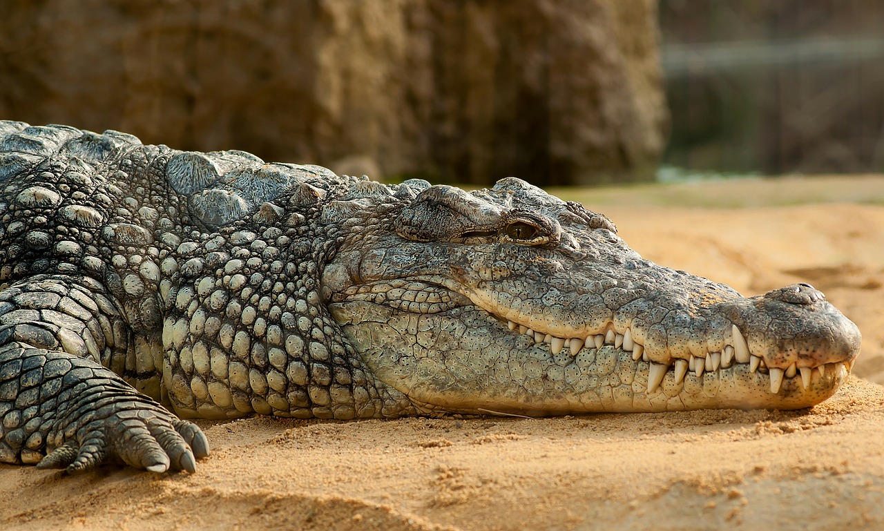 Nilo Krokodilas, Crocodylus Niloticus, Zoologijos Sodas, Nemokamos Nuotraukos,  Nemokama Licenzija