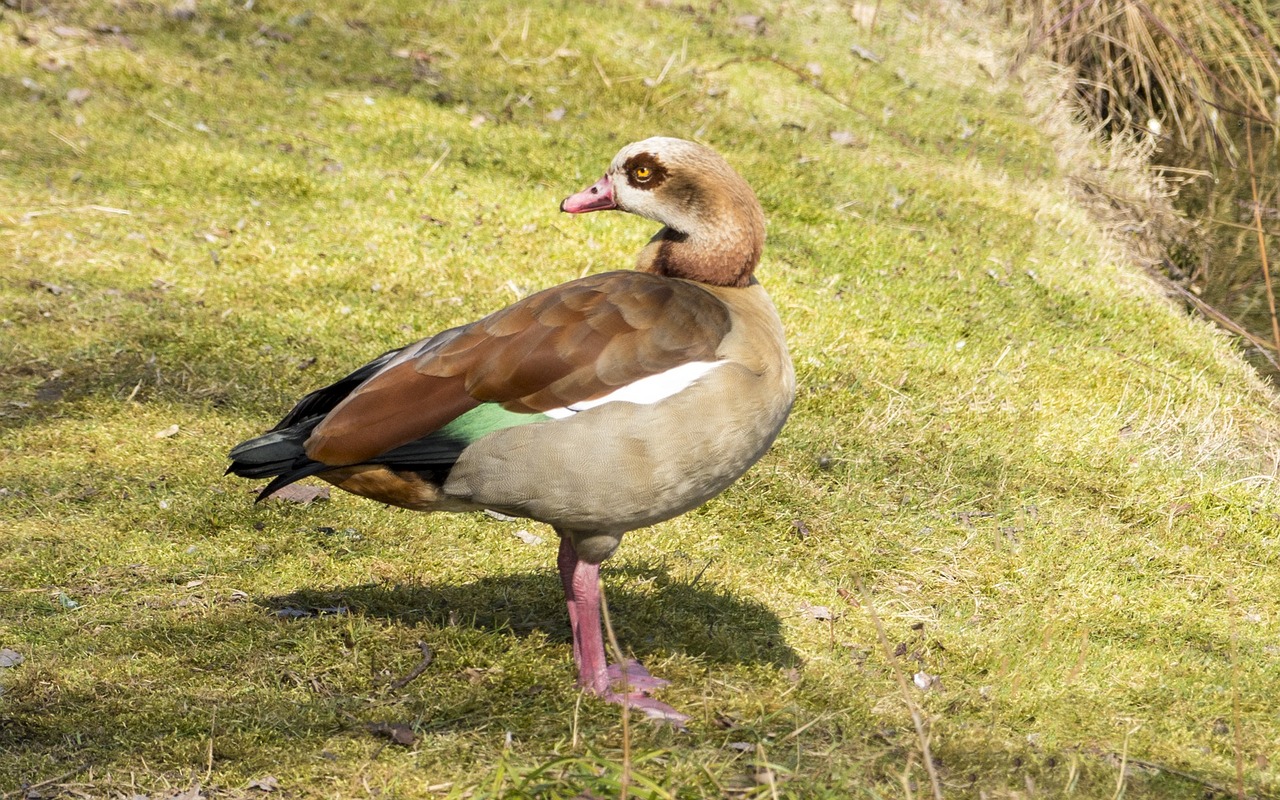 Nilgans, Fasanerie, Ančių Paukštis, Veislinė Paukštis, Nemokamos Nuotraukos,  Nemokama Licenzija