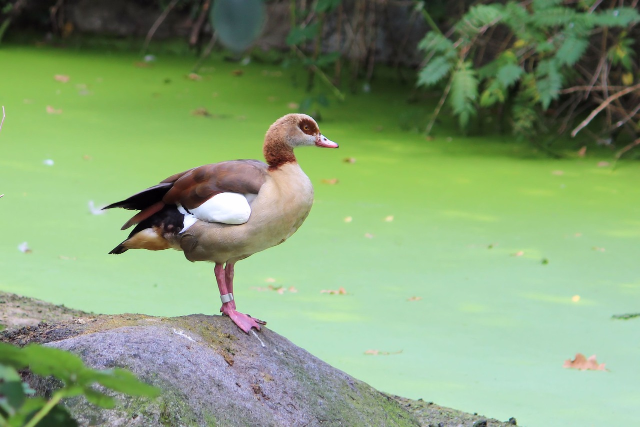 Nilgans, Žąsis, Gyvūnų Pasaulis, Zoologijos Sodas, Berlynas, Nemokamos Nuotraukos,  Nemokama Licenzija