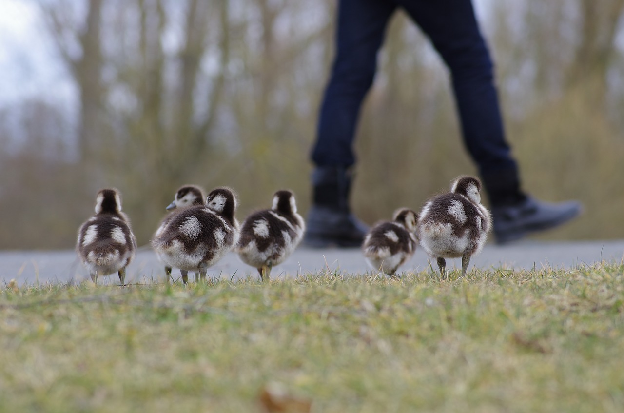 Nilgans, Paukščiai, Naminiai Paukščiai, Vandens Paukštis, Laukiniai Žąsys, Mielas, Laukinės Gamtos Fotografija, Laukinis Paukštis, Egyptian Goose Chick, Jaunas