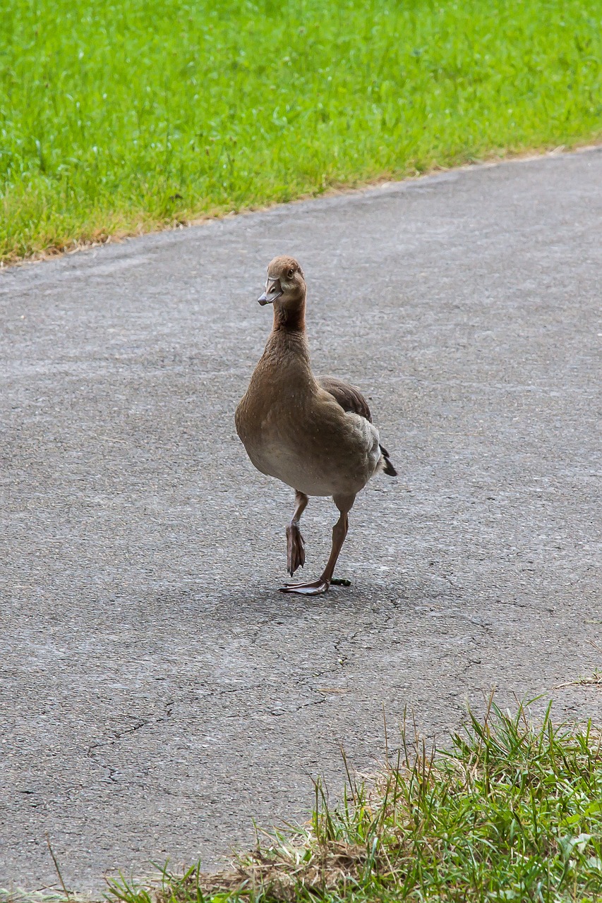 Nilgans, Žąsis, Paukštis, Laukiniai Žąsys, Pėsčiųjų, Eiti, Vaikščioti, Nemokamos Nuotraukos,  Nemokama Licenzija