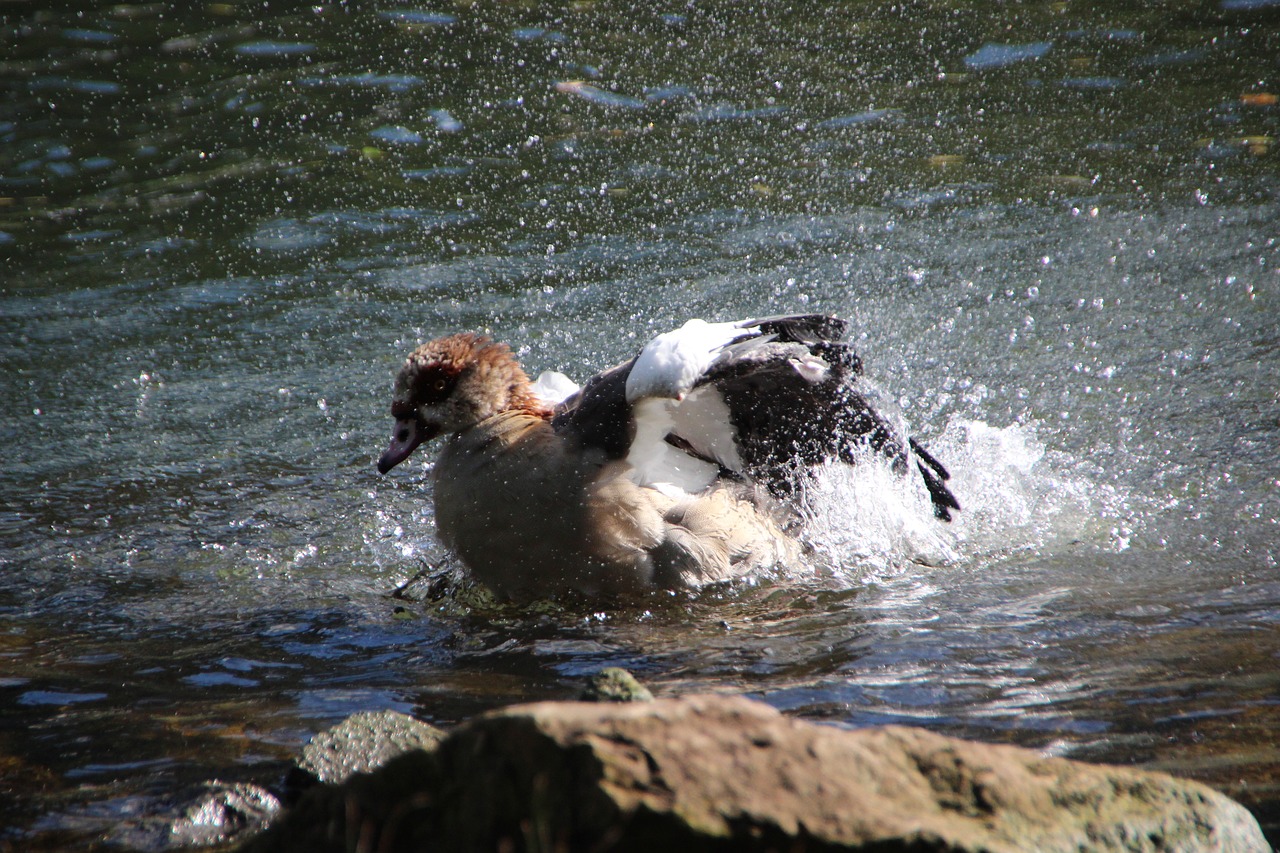 Nilgans, Paukštis, Vandens Poveikis, Blogai, Vanduo, Plaukti, Upė, Mosel, Gyvūnas, Šlapias