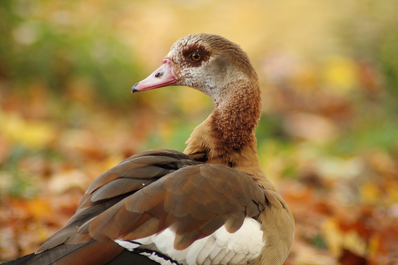 Nilgans, Alopochen Aegyptiacus, Laukiniai Žąsys, Žąsys, Vandens Paukštis, Ruduo, Aukso Ruduo, Afrotrofiško Paukštis, Nemokamos Nuotraukos,  Nemokama Licenzija