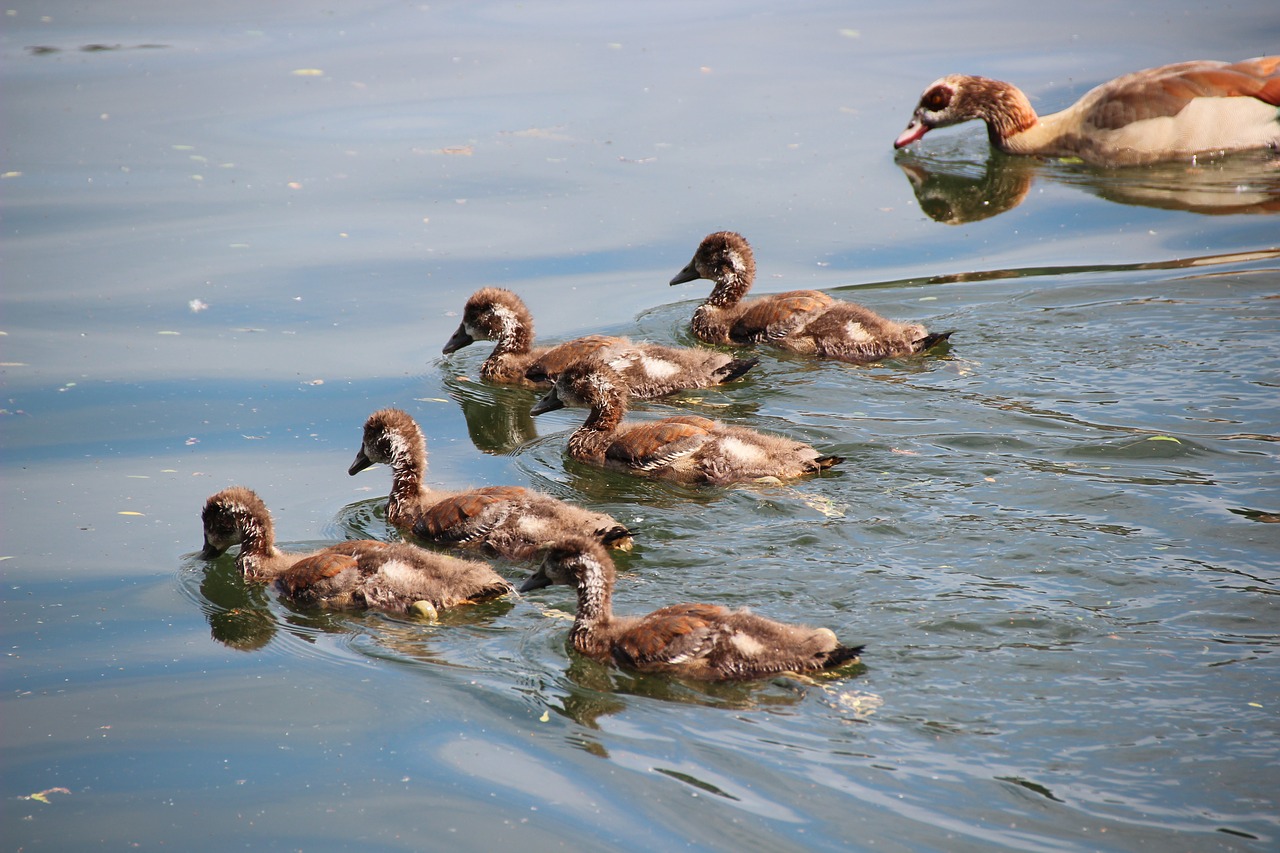 Nilgans, Viščiukai, Egyptian Goose Chick, Vandens Paukštis, Jaunas Paukštis, Jaunas Gyvūnas, Paukščių Šeima, Pūkas, Plumėjimas, Nemokamos Nuotraukos