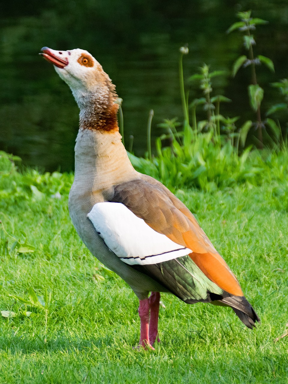 Nilgans, Alopochen Egiptas, Žąsis, Paukštis, Paukščiai, Gyvūnai, Gyvūnų Pasaulis, Dykuma, Nilgänse, Žąsys