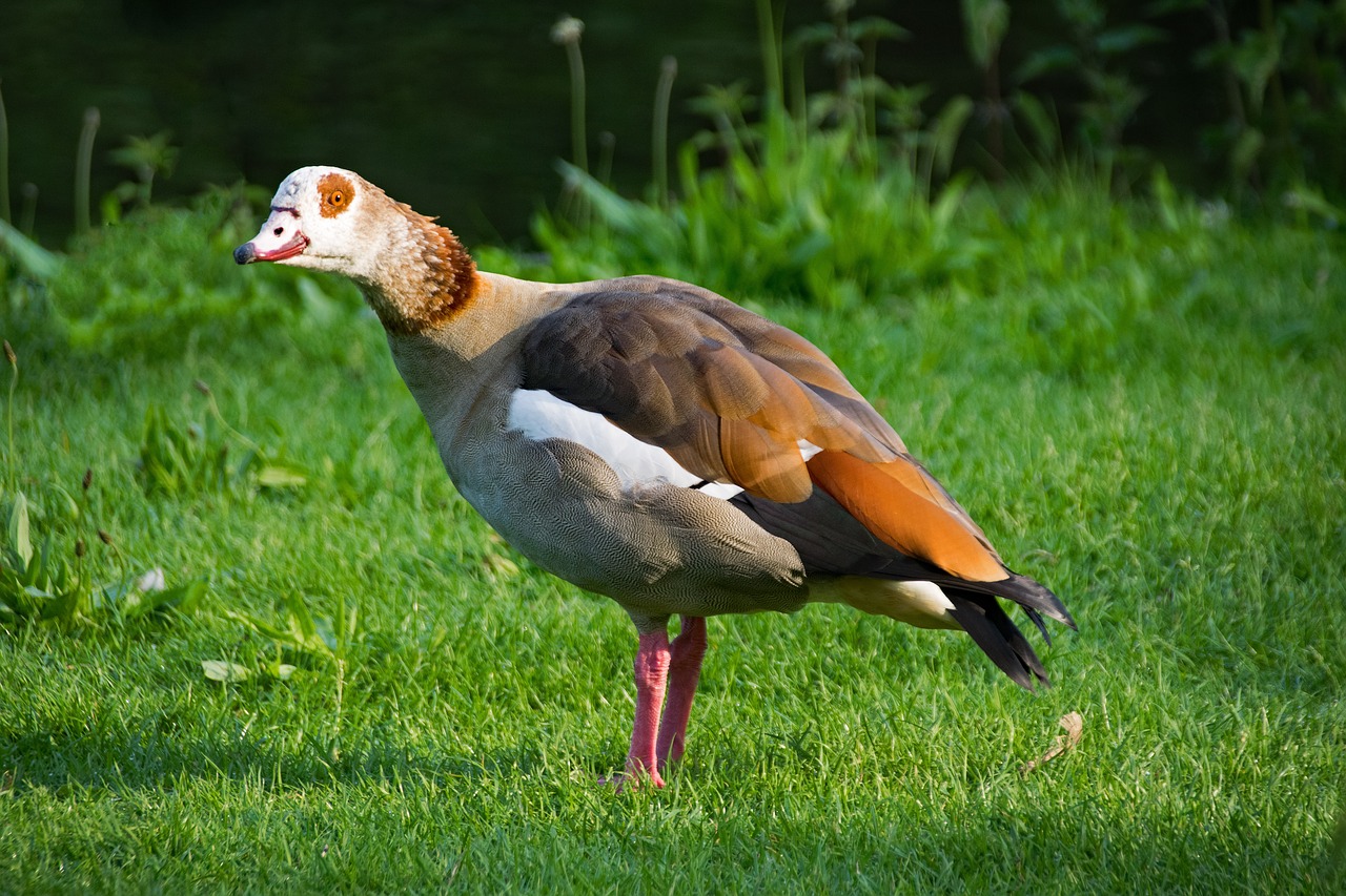 Nilgans, Alopochen Egiptas, Žąsis, Paukštis, Paukščiai, Gyvūnai, Gyvūnų Pasaulis, Dykuma, Nilgänse, Žąsys