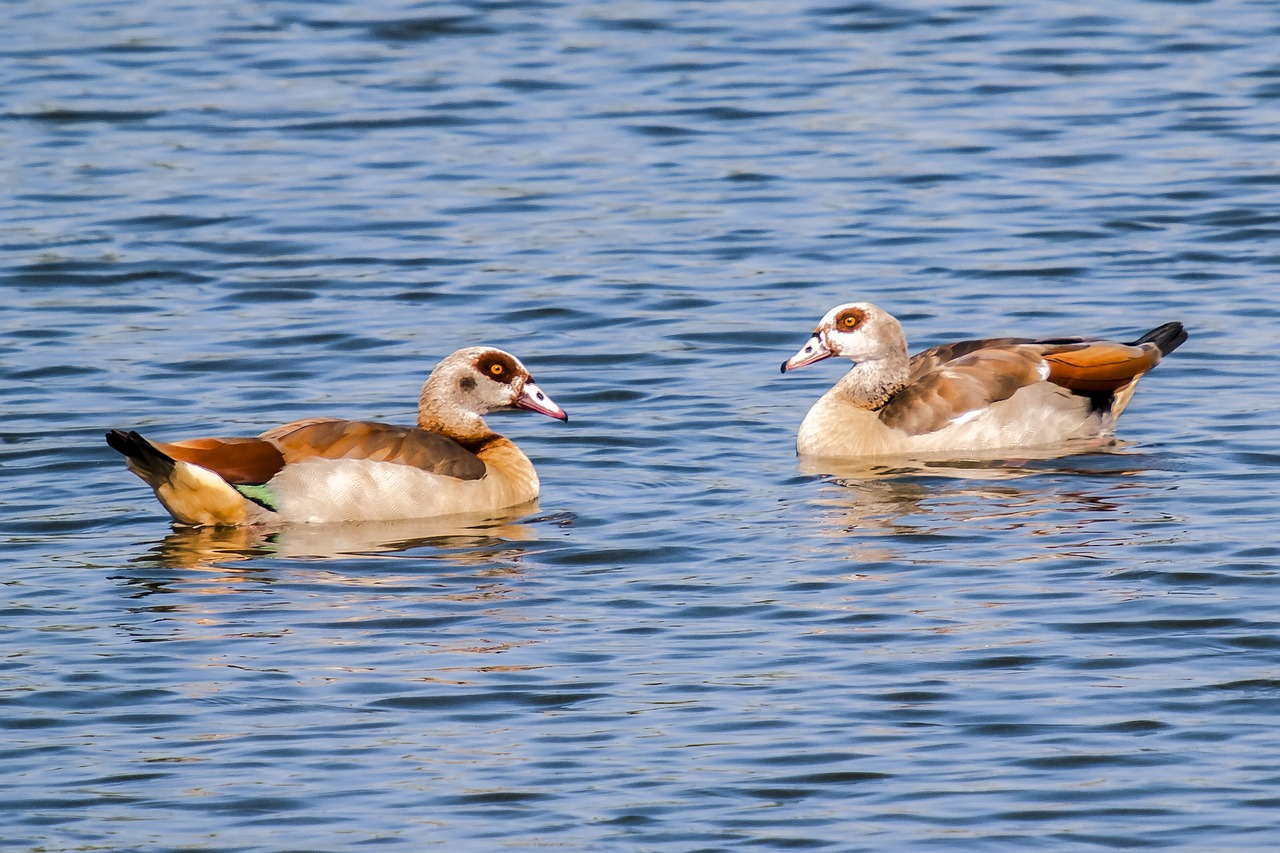 Nilgans, Žąsis, Paukštis, Vandens Paukštis, Gamta, Gyvūnas, Nemokamos Nuotraukos,  Nemokama Licenzija