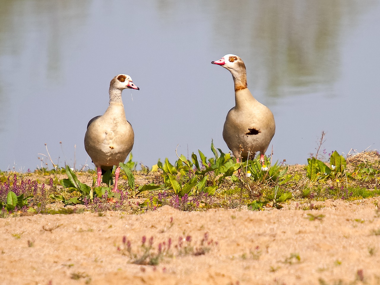 Nilgans, Žąsis, Paukštis, Vandens Paukštis, Gamta, Gyvūnas, Nemokamos Nuotraukos,  Nemokama Licenzija