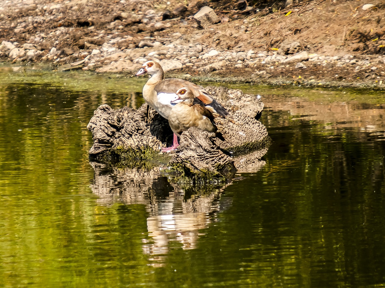 Nilgans, Žąsis, Paukštis, Vandens Paukštis, Gamta, Gyvūnas, Nemokamos Nuotraukos,  Nemokama Licenzija