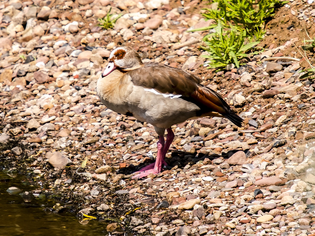 Nilgans, Žąsis, Paukštis, Vandens Paukštis, Gamta, Gyvūnas, Nemokamos Nuotraukos,  Nemokama Licenzija