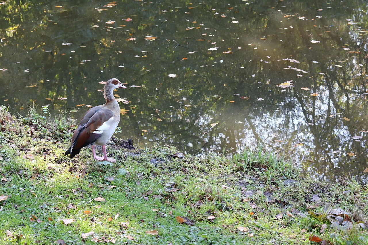 Nilgans, Alopochen Egiptas, Ančių Paukštis, Bremen, Miesto Parkas, Piliečiai Parkas, Bremen Bürgerpark, Gyvūnų Pasaulis, Gyvūnai, Vandens Paukštis