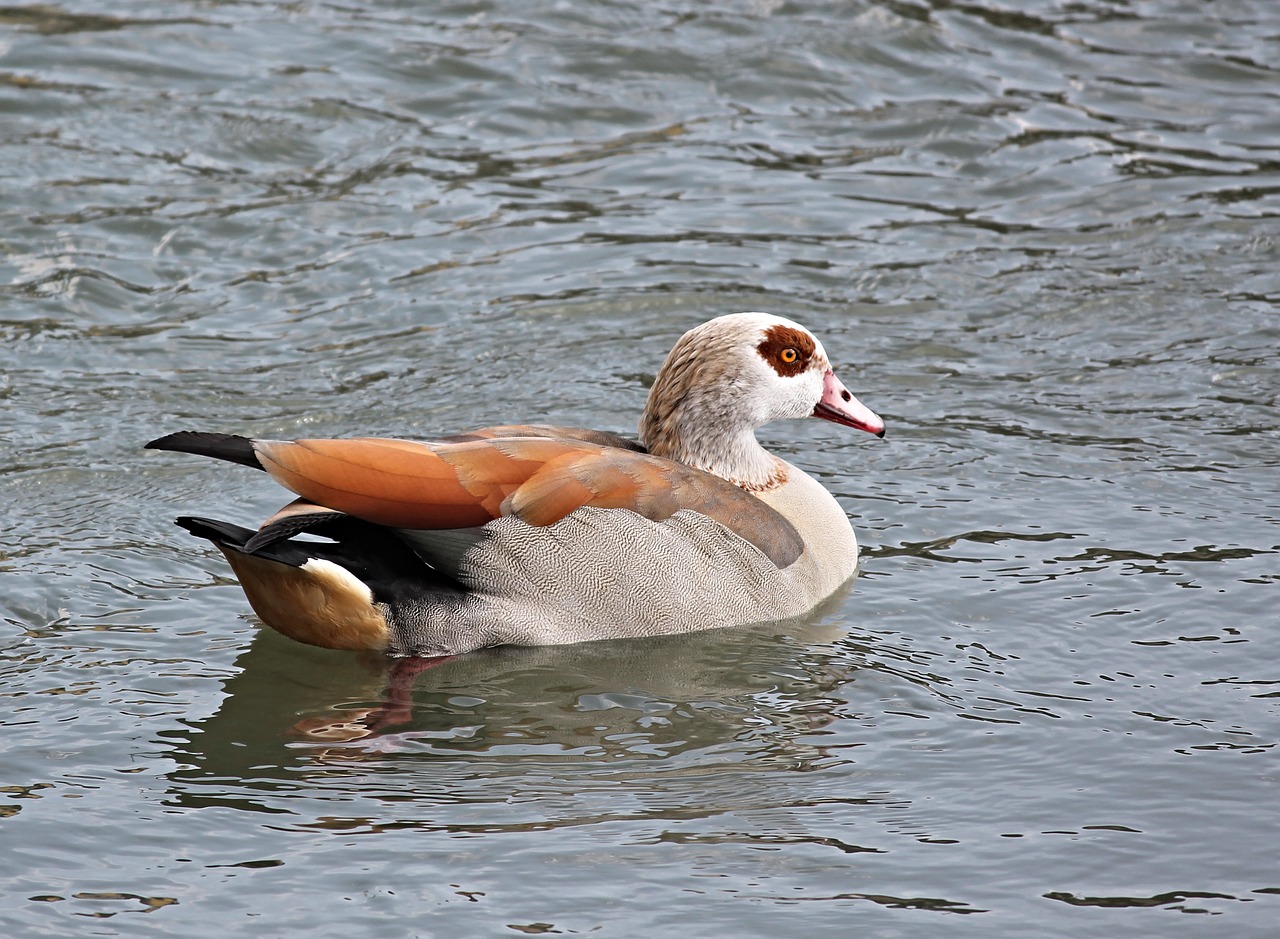 Nilgans,  Vandens Paukštis,  Alopogenas,  Žąsis,  Gyvūnas,  Gamta,  Paukštis,  Rudens Spalvos,  Plaukti,  Gyvūnų Pasaulis