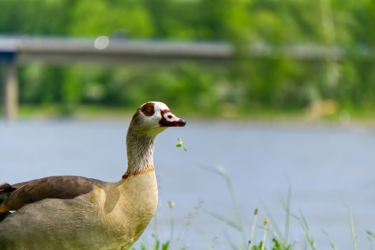 Nilgans,  Antis,  Gyvūnas,  Valgyti,  Maisto,  Maistą,  Pobūdį,  Žolė,  Gyvūnijos Pasaulyje,  Paukštis