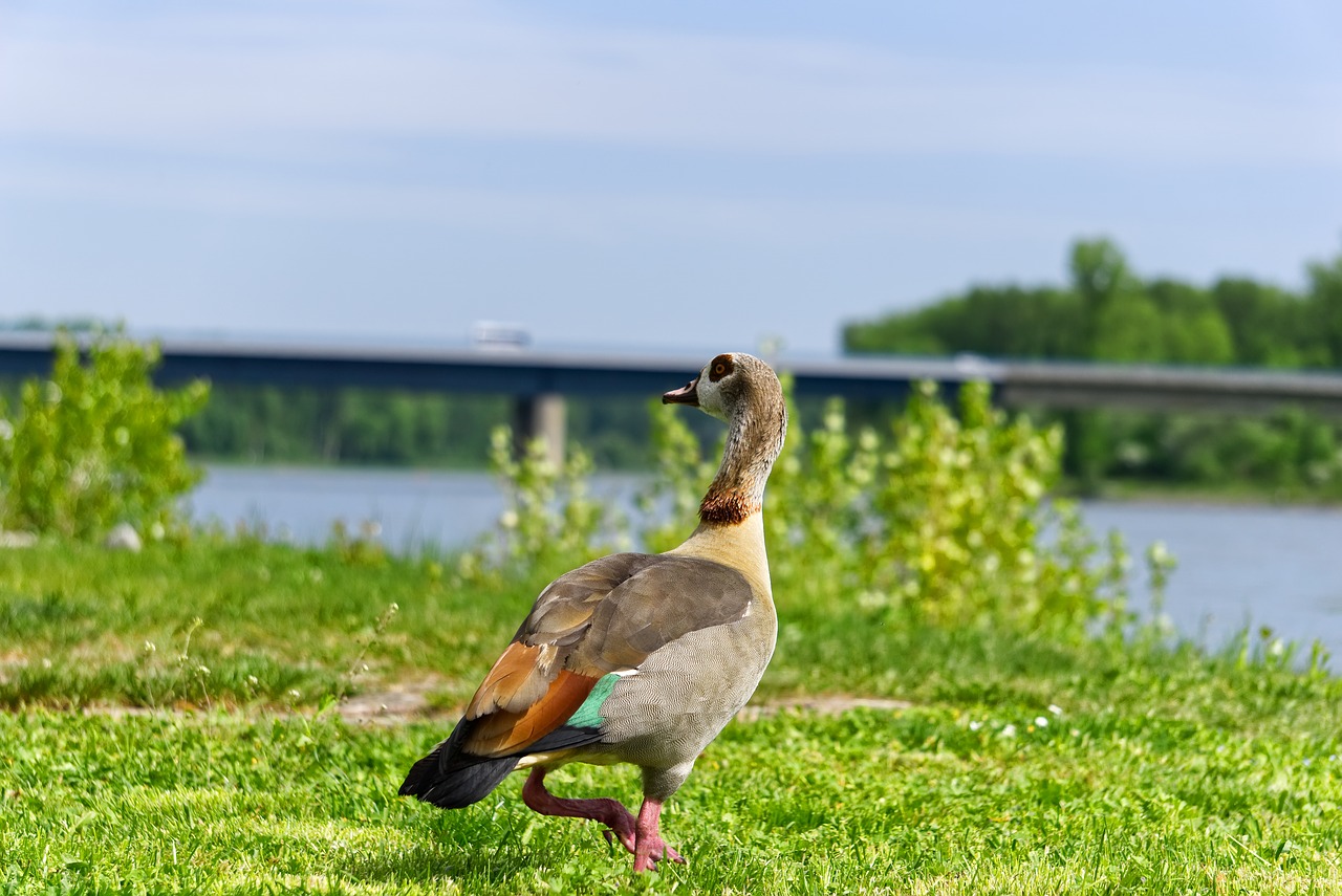 Nilgans,  Antis,  Gyvūnas,  Pobūdį,  Žolė,  Gyvūnijos Pasaulyje,  Paukštis,  Plunksnos,  Plunksna,  Bill