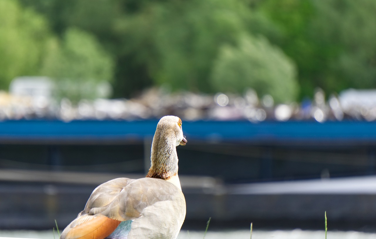 Nilgans,  Antis,  Gyvūnas,  Pobūdį,  Vandenys,  Vasara,  Gyvūnijos Pasaulyje,  Paukštis,  Plunksnos,  Plunksna