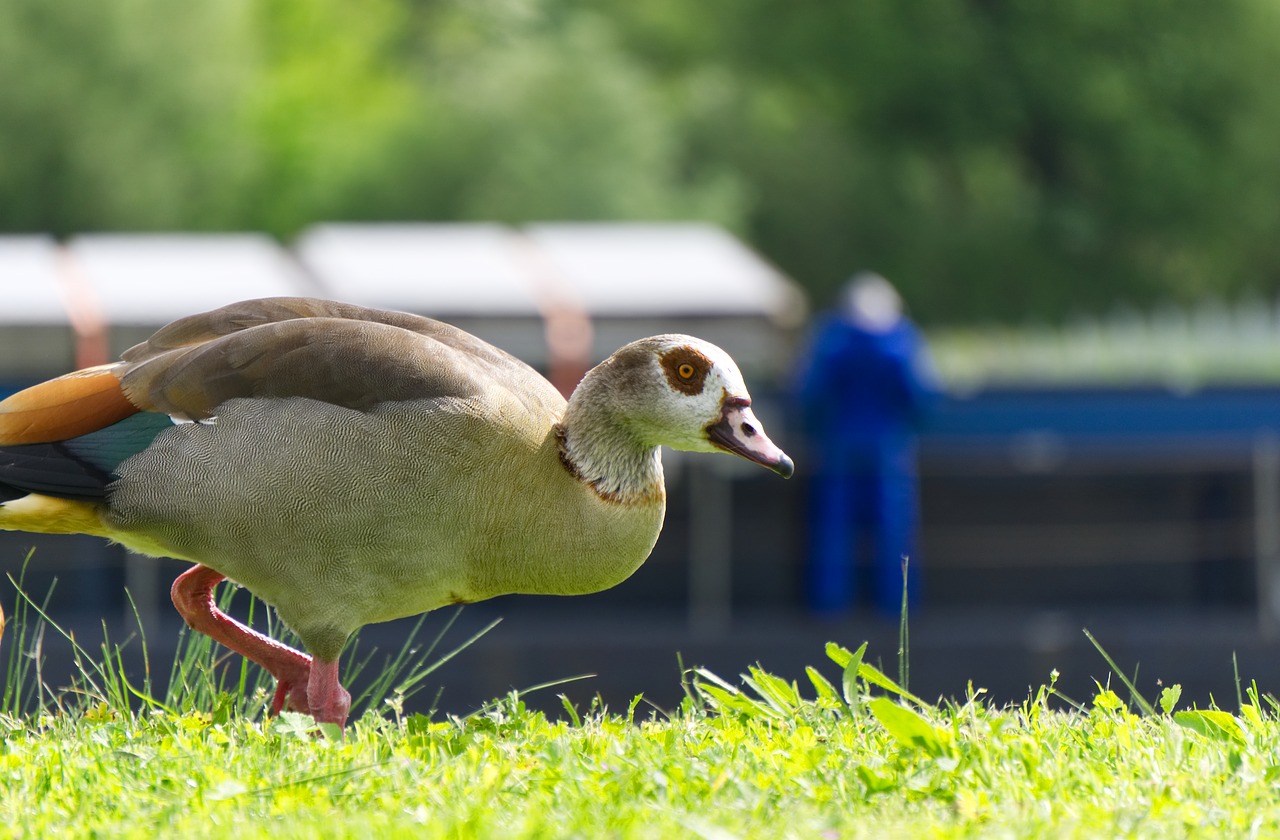 Nilgans,  Antis,  Gyvūnas,  Pobūdį,  Vandenys,  Vasara,  Gyvūnijos Pasaulyje,  Paukštis,  Plunksnos,  Plunksna