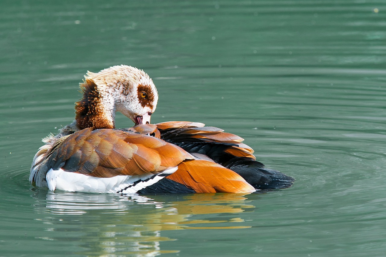 Nilgans, Žąsis, Vandens Paukštis, Vanduo, Paukštis, Gyvūnas, Plaukti, Nemokamos Nuotraukos,  Nemokama Licenzija