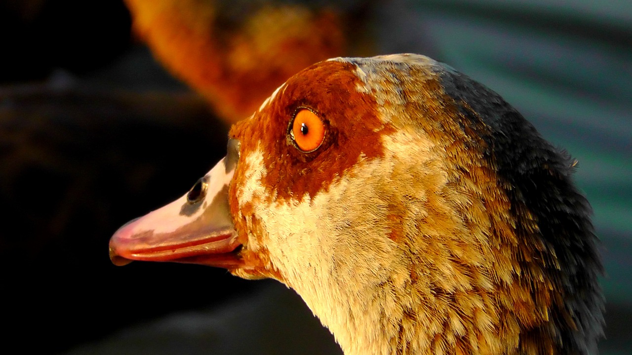 Nilgans, Galva, Žąsis, Akis, Portretas, Paukštis, Sąskaitą, Uždaryti, Spalvinga, Gamta