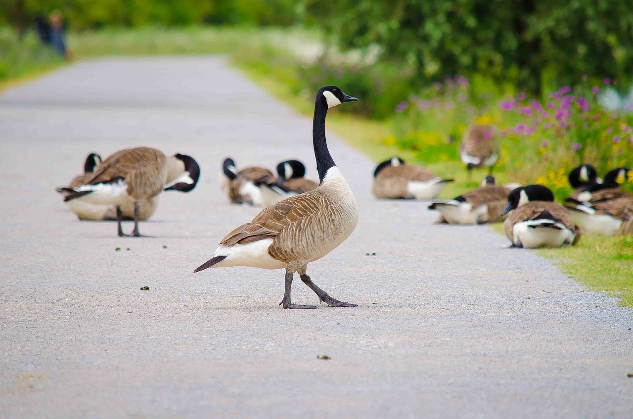 Nilgänse, Žąsys, Paukštis, Laukiniai Žąsys, Naminiai Paukščiai, Gyvūnai, Paukščiai, Gamta, Vasara, Gyvūnų Pasaulis