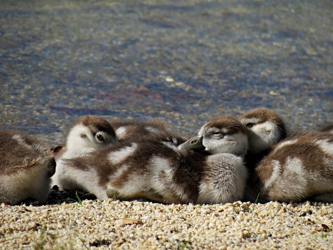 Nilgänse, Žąsys, Viščiukai, Egyptian Goose Chick, Paukštis, Naminiai Paukščiai, Gamta, Gyvūnai, Paukščiai, Gyvūnų Pasaulis