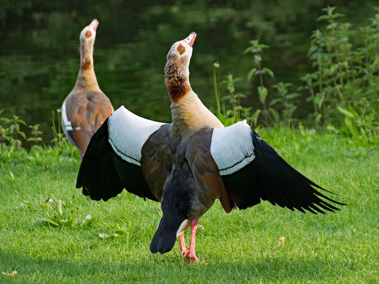 Nilgänse, Alopochen Egiptas, Žąsis, Paukštis, Paukščiai, Gyvūnai, Gyvūnų Pasaulis, Dykuma, Nilgans, Nemokamos Nuotraukos