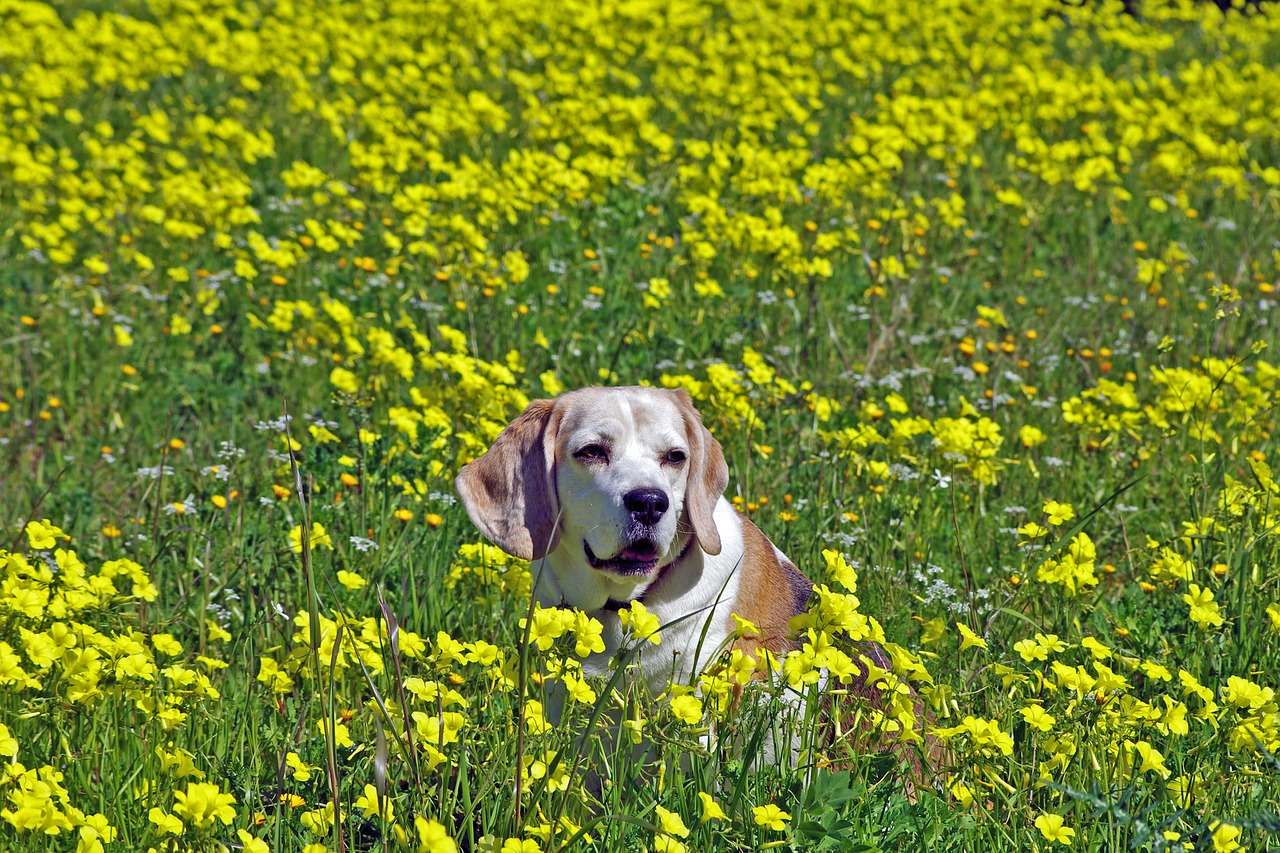 Beagle, Šuo, Snuff, Skalikas, Draugas, Senyvo Amžiaus, Senas, Portretas, Nosis, Ausys