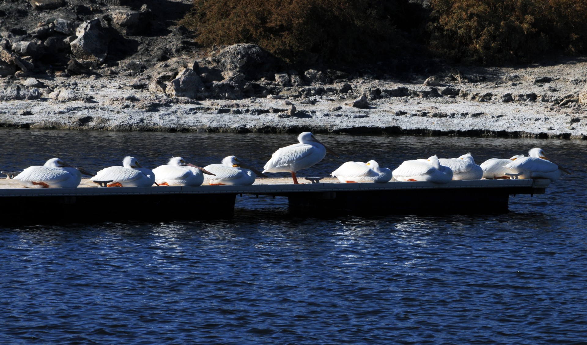 Pelican,  Amerikietiškas & Nbsp,  Baltas & Nbsp,  Pelikanas,  Paukštis,  Vandens Paukščiai,  Miega,  Poilsio,  Miegoti,  Balta