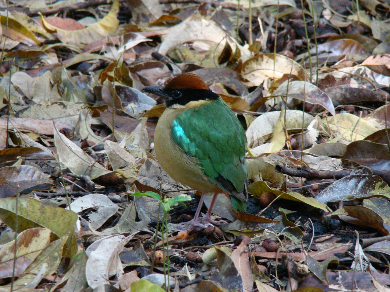 Triukšminga Pitta, Paukštis, Pitta Versicolor, Gamta, Laukiniai, Laukinė Gamta, Nemokamos Nuotraukos,  Nemokama Licenzija